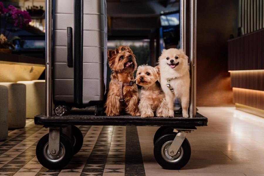 Pet friendly ESTELAR Medellin Apartments  Colombia - Medellin Pet friendly ESTELAR Medellin Apartments  Colombia - Medellin